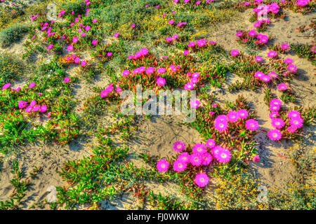 Nahaufnahme von rosa Blüten in Platamona, Sardinien Stockfoto