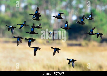 Blue-winged Teal Stockfoto