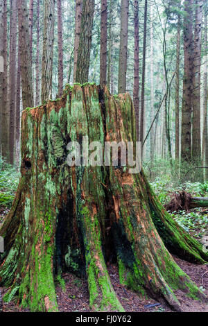 Western Red Cedar stumpf mit Sprungbrett Kerben zerlegen Stockfoto