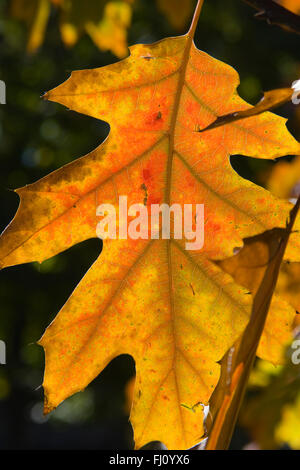 Eichenblatt im Herbst Stockfoto