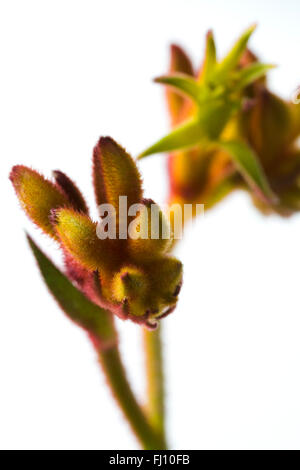 Nahaufnahme einer australischen Blume, die Kangaroo Paw Stockfoto