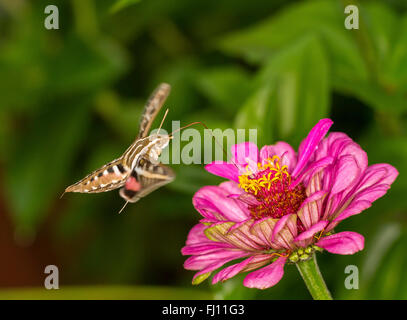 Kolibri Moth Getränke Nektar Stockfoto