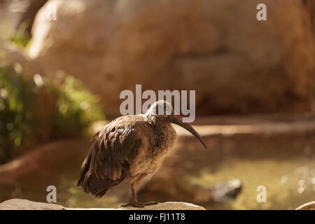 Hadada Ibis Bostrychia Hagedash, Vogel findet sich in Afrika südlich der Sahara. Stockfoto