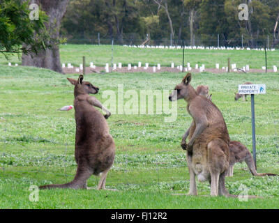 Zwei Boxen Kängurus. Stockfoto