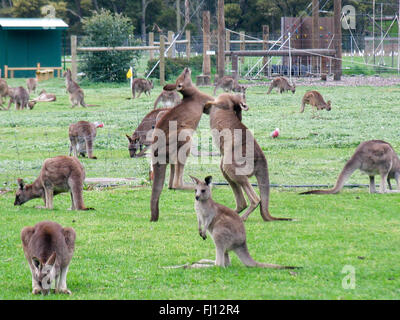 Zwei Boxen Kängurus und anderen Kängurus sind Gras ernähren. Stockfoto