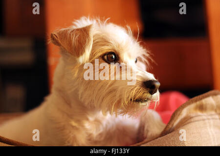 Drahtige Jack Russell Terrier Hund auf der Suche Stockfoto
