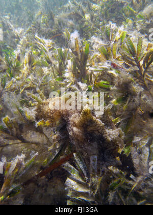 Großen Meer Hasen (Aplysia Dactylomela) extrem gut getarnt auf Seegraswiese (Amphibolus SP.), Rottnest Island, Australien Stockfoto