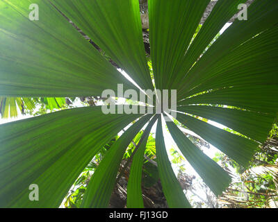 Blätter der Zwergpalme (Licuala Ramsayii) im Regenwald, Djiru National Park, in der Nähe von Mission Beach, Queensland, Australien Stockfoto