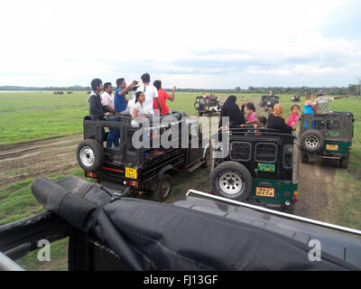 Touristen auf Safari-Jeeps drängeln für beste Elefanten Ansichtspositionen, Minneriya Nationalpark, Sri Lanka. Weder Herr PR Stockfoto