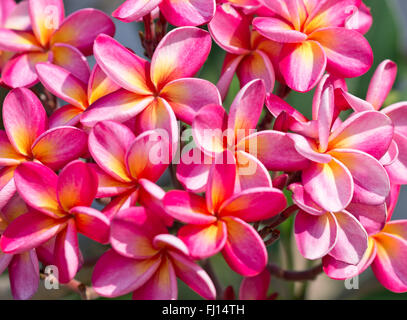 Schuss von Plumeria Blüten Nahaufnahme Stockfoto