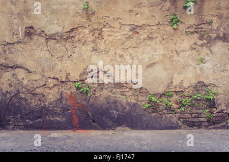 Baum auf alte antike Mauer, Vintage Wand Stockfoto