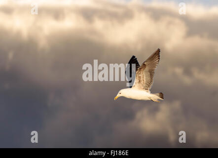 Seetang Möwe im Flug am Strand von Whangamata, Coromandel Peninsula, Neuseeland Stockfoto