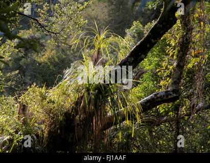 Dschungel im Abel Tasman National Park, Neuseeland Stockfoto