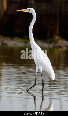 Vogel, Silberreiher, Ardea Alba im Wasser stehend, Raum kopieren Stockfoto