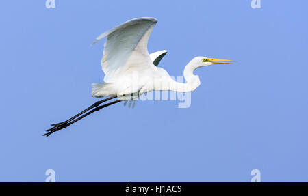 Vogel, Silberreiher, Ardea Alba, im Flug, isoliert gegen blauen Himmel, Textfreiraum Stockfoto