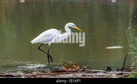 Vogel Silberreiher, Ardea Alba im weißen Gefieder Jagd durch den Rand des Wassers und die Jagd mit Textfreiraum Stockfoto