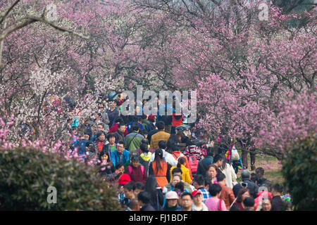 Nanjing, China Jiangsu Provinz. 28. Februar 2016. Menschen sehen Pflaumenblüten in einer malerischen Gegend in Nanjing, der Hauptstadt der ostchinesischen Provinz Jiangsu, 28. Februar 2016. © Su Yang/Xinhua/Alamy Live-Nachrichten Stockfoto