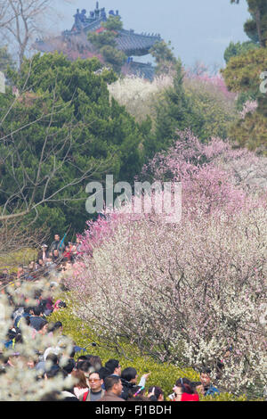 Nanjing, China Jiangsu Provinz. 28. Februar 2016. Menschen sehen Pflaumenblüten in einer malerischen Gegend in Nanjing, der Hauptstadt der ostchinesischen Provinz Jiangsu, 28. Februar 2016. © Su Yang/Xinhua/Alamy Live-Nachrichten Stockfoto