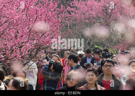 Nanjing, China Jiangsu Provinz. 28. Februar 2016. Menschen sehen Pflaumenblüten in einer malerischen Gegend in Nanjing, der Hauptstadt der ostchinesischen Provinz Jiangsu, 28. Februar 2016. © Su Yang/Xinhua/Alamy Live-Nachrichten Stockfoto