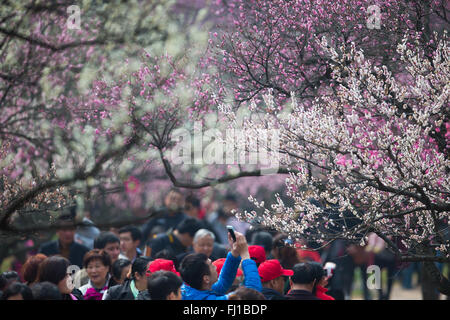 Nanjing, China Jiangsu Provinz. 28. Februar 2016. Menschen sehen Pflaumenblüten in einer malerischen Gegend in Nanjing, der Hauptstadt der ostchinesischen Provinz Jiangsu, 28. Februar 2016. © Su Yang/Xinhua/Alamy Live-Nachrichten Stockfoto