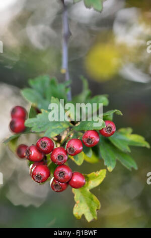 Weißdorn (Crataegus Monogyna). Rote Hagebutten oder Weißdornbeeren, auf einem Zweig mit Blättern Stockfoto