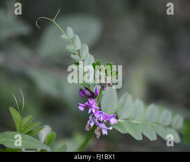 Bush-Wicke (Vicia Sepium) mit Ranken. Markante lila Mitglied der Erbse Familie (Fabaceae), gesehen in Blüte Stockfoto