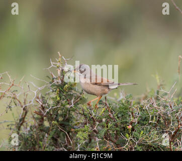 Brillentragende Warbler weibliche Sylvia Conspicillata mit Nahrung für ihre Küken Agia Varvara Zypern Stockfoto