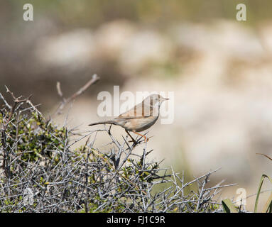 Brillentragende Warbler weibliche Sylvia conspicillata Stockfoto