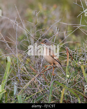 Brillentragende Warbler weibliche Sylvia conspicillata Stockfoto