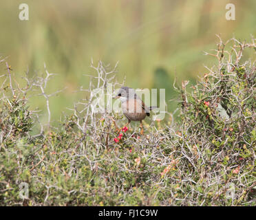 Brillentragende Warbler männlichen Sylvia Conspicillata Agia Varvara Zypern Stockfoto