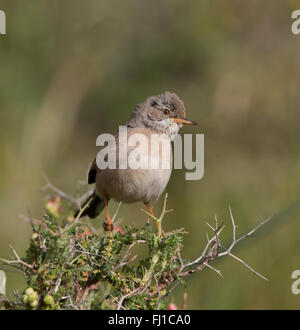 Brillentragende Warbler weibliche Sylvia conspicillata Stockfoto