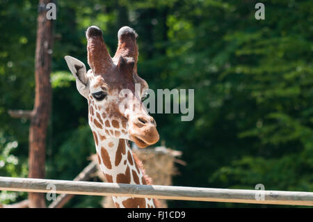 Porträt einer Giraffe in offenen Zoo Blick auf etwas Stockfoto