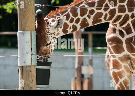 Porträt einer Giraffe in offenen Zoo Essen aus Eimer Stockfoto