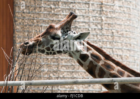 Porträt einer Giraffe in offenen Zoo Essen Ast Baum Stockfoto