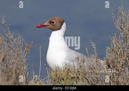 ein Porträt von Lachmöwe, (Larus Ridibundus) Ligurien, Italien Stockfoto