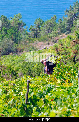 Ein Weinberg mit Blick auf die Küste auf den Klippen des Mittelmeeres an der italienischen Riviera, Corniglia Stockfoto