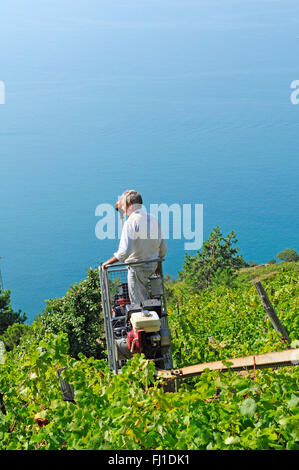 ein Blick auf die Einschienenbahn während der Weinlese im Weinberg Sciacchetrà, Corniglia, Cinque Terre, Italien Stockfoto