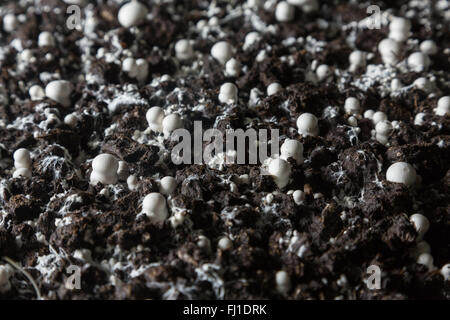 Kleine gerade gewachsenen Champignons in einer Erde auf einen Pilz Produktionsanlage. Stockfoto