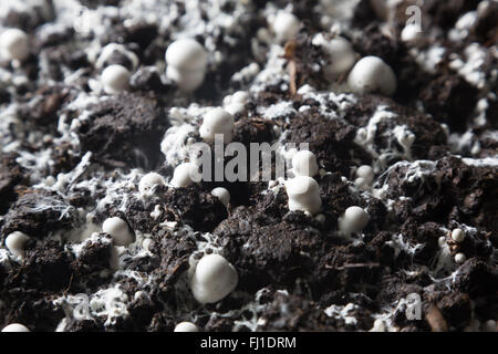 Kleine gerade gewachsenen Champignons in einer Erde auf einen Pilz Produktionsanlage. Stockfoto