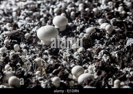 Kleine gerade gewachsenen Champignons in einer Erde auf einen Pilz Produktionsanlage. Stockfoto