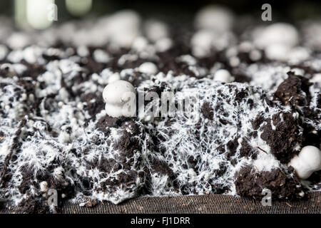 Kleine gerade gewachsenen Champignons in einer Erde auf einen Pilz Produktionsanlage. Stockfoto