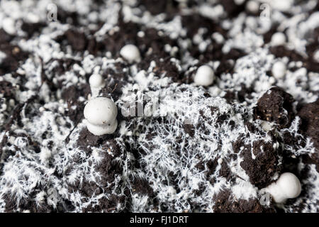 Kleine gerade gewachsenen Champignons in einer Erde auf einen Pilz Produktionsanlage. Stockfoto