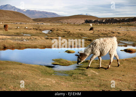 Landschaft des Altiplano mit Lama (alpaga), Sud Lipez und Salar de Uyuni, Bolivien Stockfoto