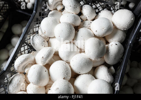 Frische Ernte Champignons in Kunststoff-Boxen und Container auf einem Pilzproduktion. Herstellung von Lebensmitteln Stockfoto