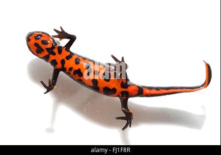 Feuer-bellied Newt Bauch. Tier ist auf der Glasoberfläche Fuß. Stockfoto