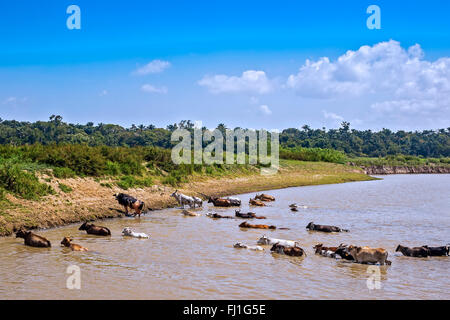 Rinder, überqueren die Fluss Santarém Brasilien Stockfoto