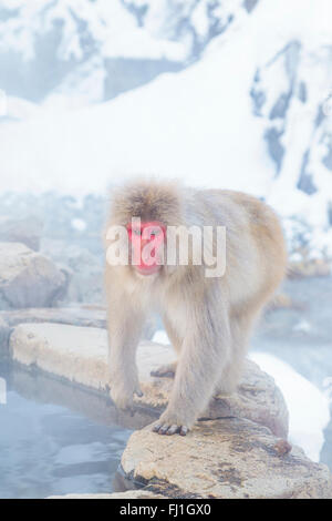 Ein Schnee-Affe am Jigokudani Sprudel, Japan. Stockfoto