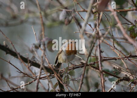 Erithacus Rubecula) Stockfoto