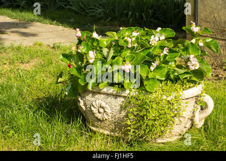 Keramikschale mit Blumen im Garten Stockfoto