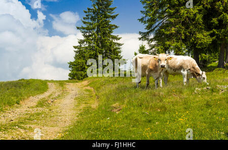 Zwei Kühe auf einer grünen Wiese Stockfoto